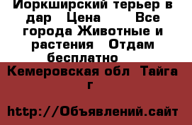 Йоркширский терьер в дар › Цена ­ 1 - Все города Животные и растения » Отдам бесплатно   . Кемеровская обл.,Тайга г.